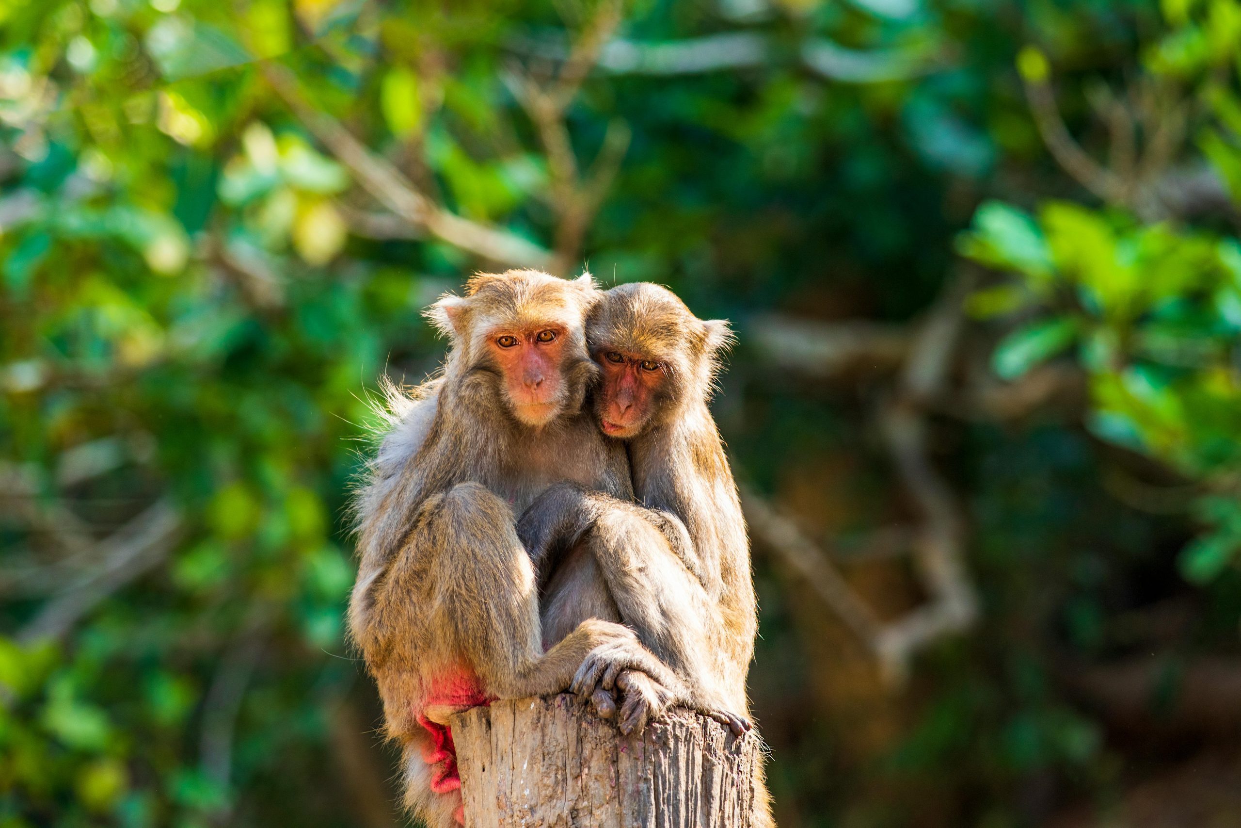 Close-up of two macaques cuddling on a tree stump in a forest setting, Taichung, Taiwan.