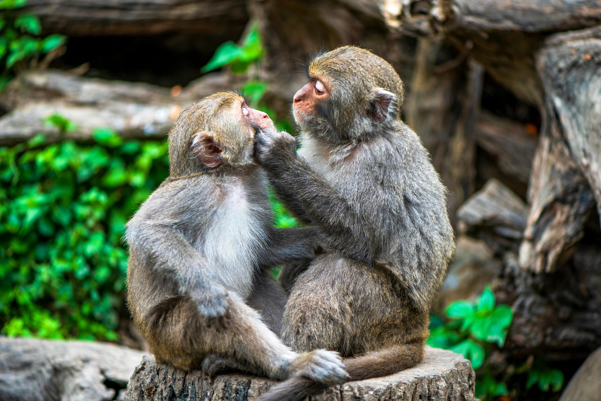 A pair of macaques grooming each other on a tree stump in a green, natural setting.
